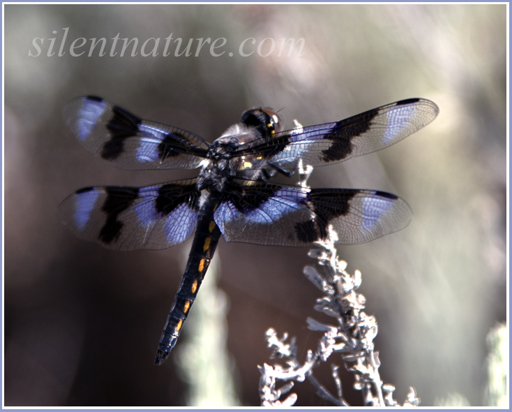 A dragonfly with striped blue, black, and see through panels.