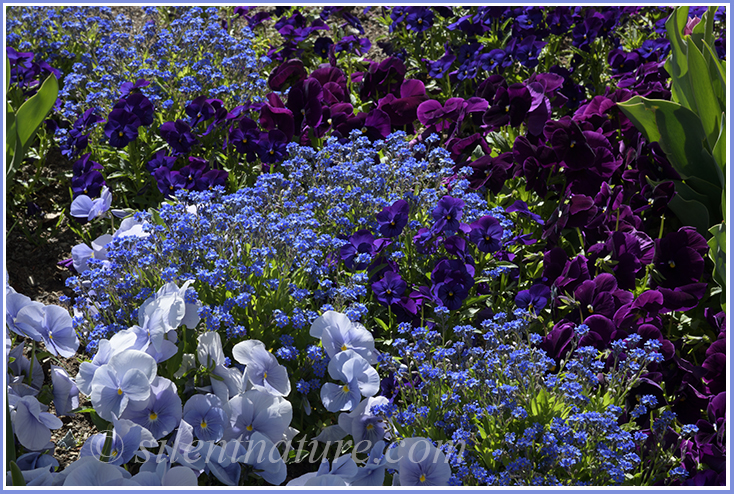 A collage of beautiful colors explode on Easter Sunday at Temple Square, as these flowers show off their blues and purples.