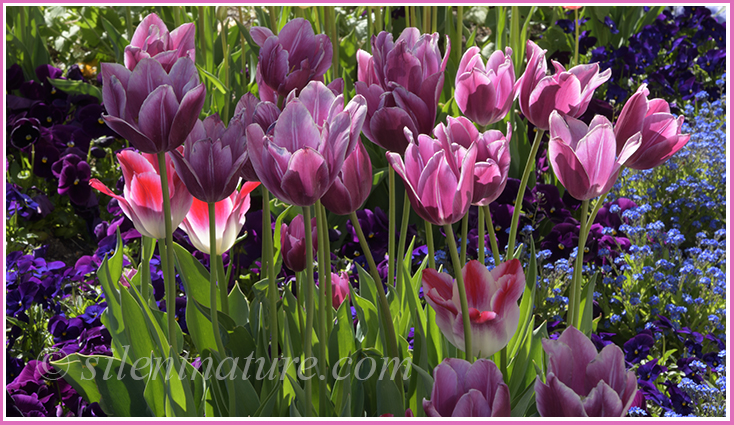 These Temple Square flowers are eloquently backlit by an Easter Sunday sun.