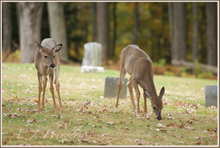 Two whitetail deer feed peacefully in a quiet cemetary.