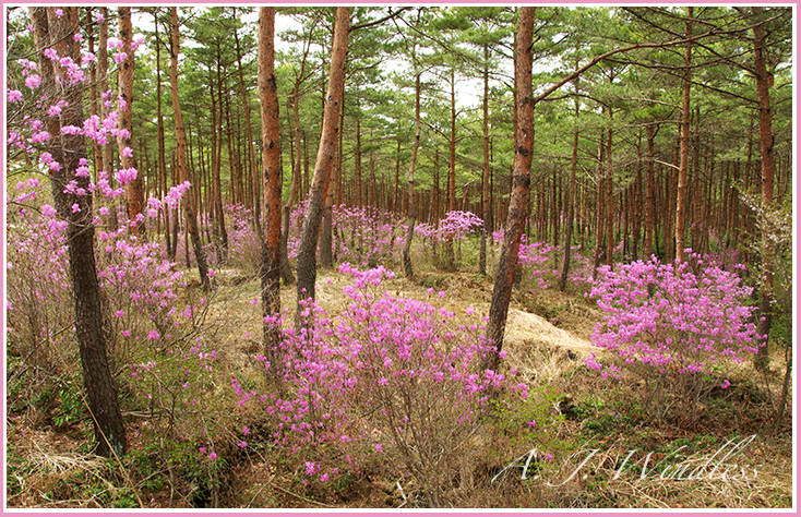 This Japanese pine forest is enchanted with pink flowers.