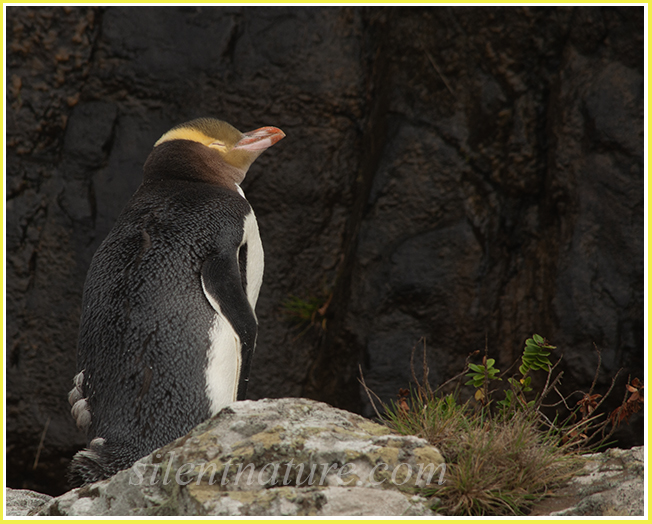 A New Zealand yellow-eyed penguin looking exhausted after a long swim to get back to his nesting area, falls asleep.