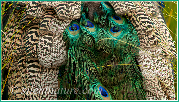 The beautiful colors and patterns on a peacock present somewhat of an abstract image.