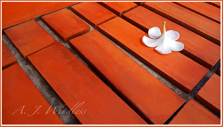 A white frangipani looks beautiful face down on a pattern of orange bricks.