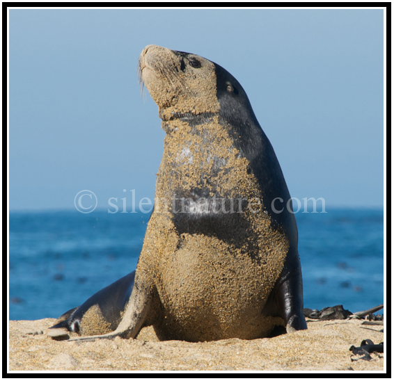 Sand sticks to the face and entire front of a sea lion.