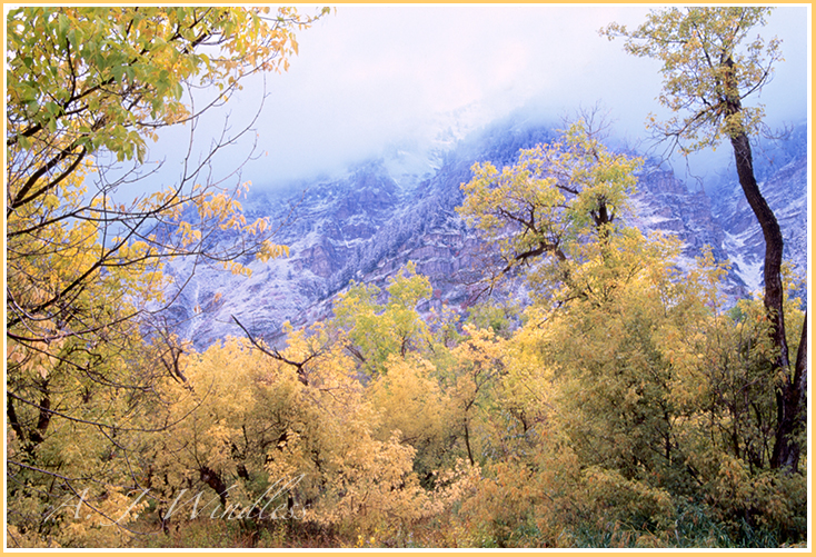 Fall's last breath breathes a life of color into us as winter creeps down the mountain.