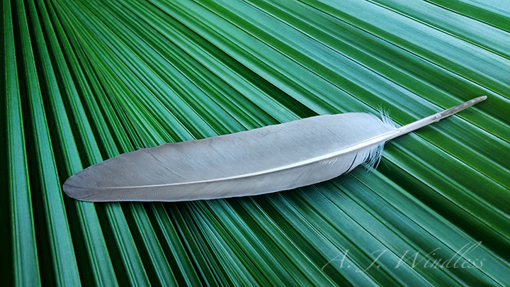 The feather of a dove rests lightly upon the fanning ribs of a palm leaf.