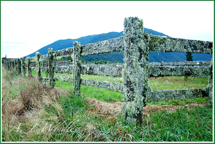 Moss covers this New Zealnd fence with beauty.