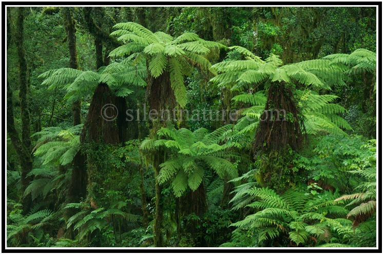 The jungle is full of trees that look like ferns.