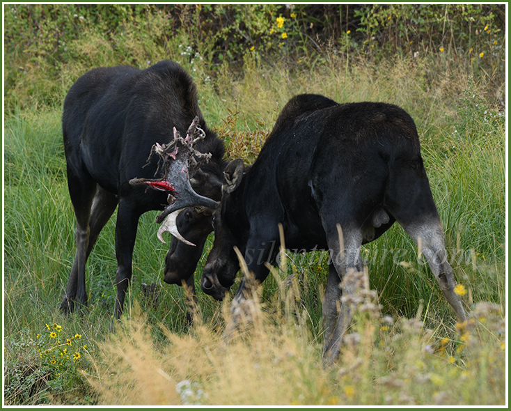 Two bull moose lock antlers, but a blood vessel breaks in one of the exposed antlers.