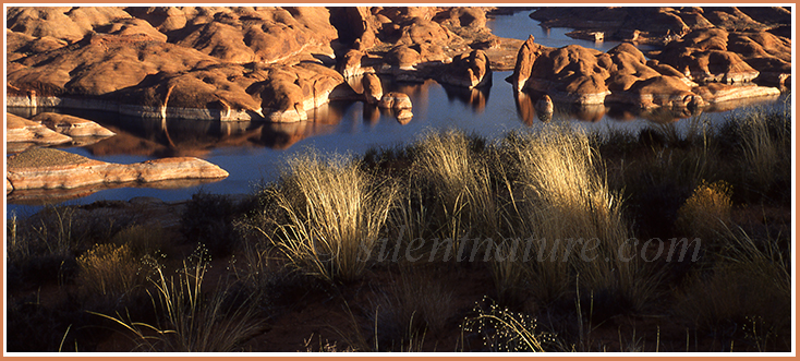Wild grasses highlighted while the sun lowers over a magical Lake Powell inlet.