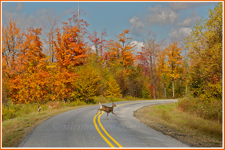For a fleeting moment a whitetail deer is caught crossing the road in front of gorgeous autumn colors.