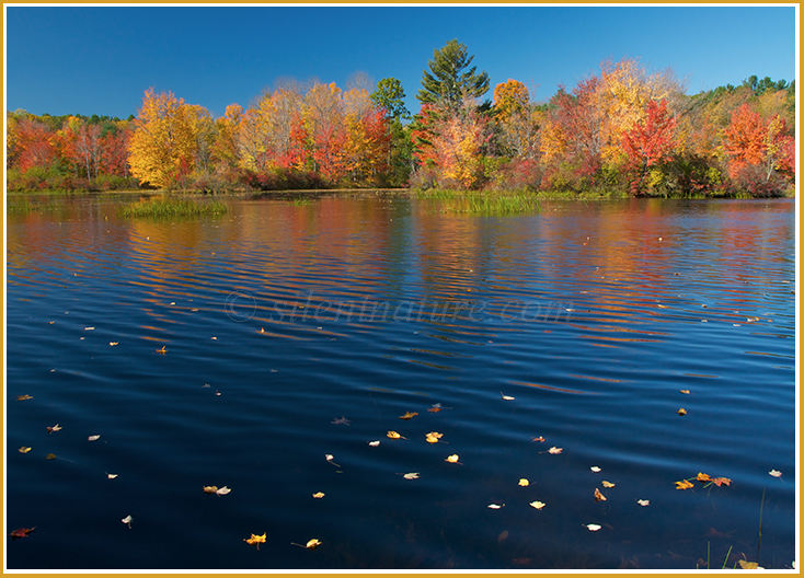 Fall colors reflect in a Massachusetts lake while leaf by leaf autumn floats away.