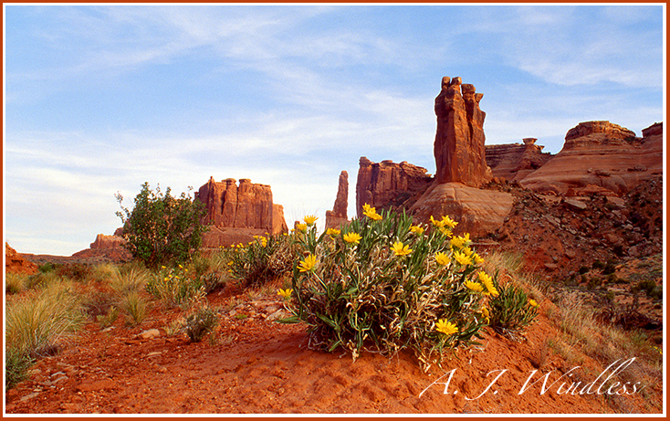 What appears to be a boquet of flowers has grown at the foot of The Three Sisters in Arches National Park.