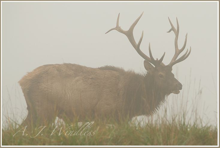 A handsome bull elk wades through high grasses in the early morning fog.