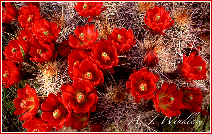 Dainty red claret cup cactus await the bees and hummingbirds in Zion National Park.