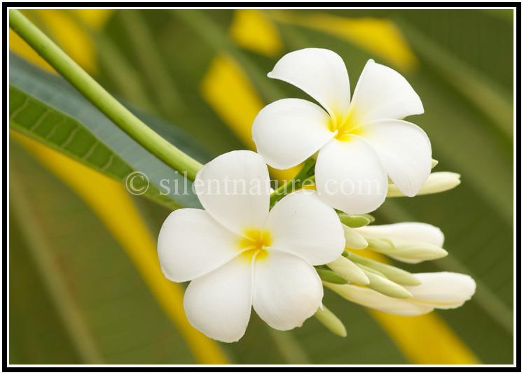 A beautiful compostion of a pair of frangipani flowers backdropped with yellow.