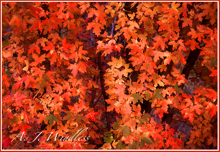Autumn paints a full pattern of maple leaves in shades of red and orange.