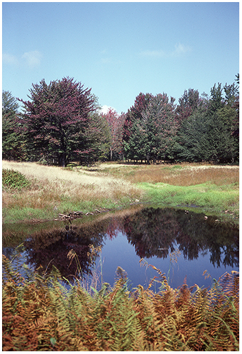 The meadow and small pond where Bill waited for deer.