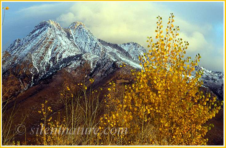 Sunset light on clouds around Mt. Olympus while autumn cottonwood trees seem to glow.