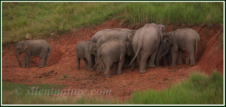 A herd of elephants huddles around an excavation they have been working on as they dig for salt and other minerals.