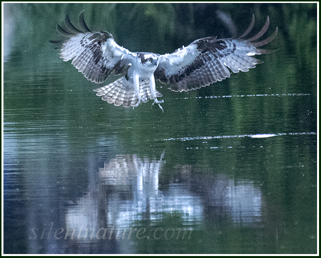 With his wings an osprey slams on the brakes while reaching with his feet to catch a fish.
