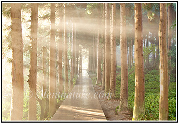 This is the thumbnail for my gallery of China. It is a photo of a walkway lined by tall trees with shafts of sunlight cutting through the fog.