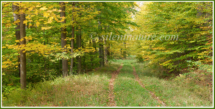 A grass road quietly leads you through the autumn trees.