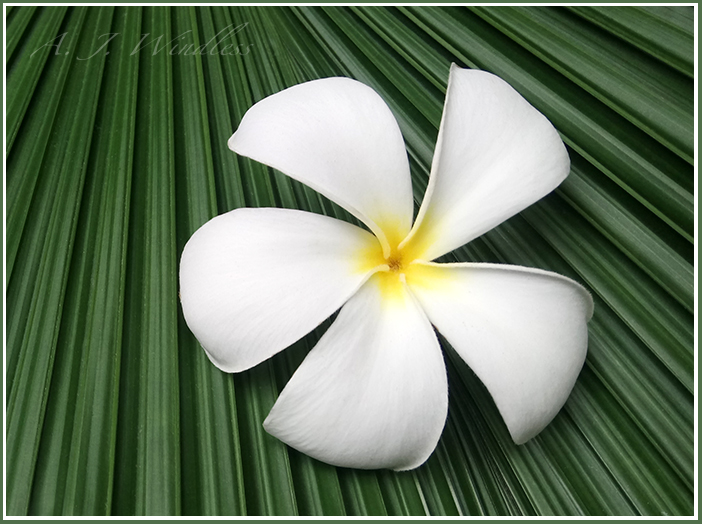 This white frangipani flower rests upon a palm leaf as if it has achieved a higher calling.