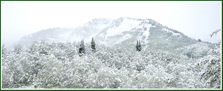 A fresh snow storm covers trees that still have all of their summer green leaves.