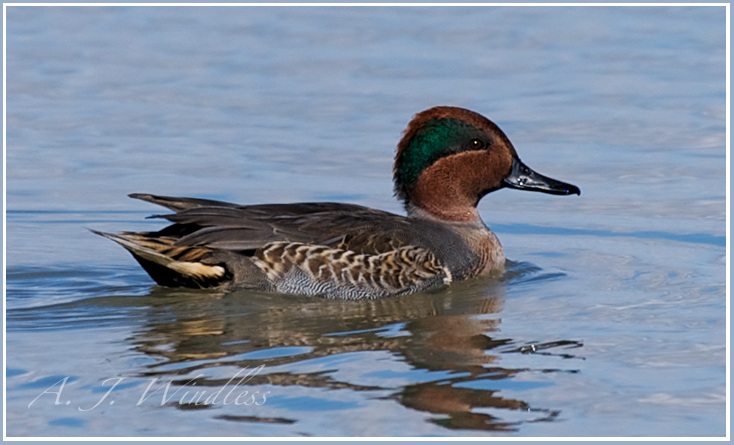 A green-winged teal drifts peacefully upon the water.