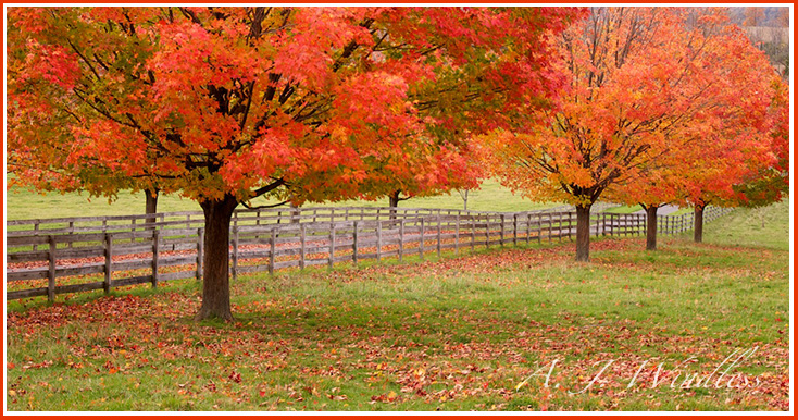 Maple trees dressed in their finest red guard the driveway and wooden fenceline.