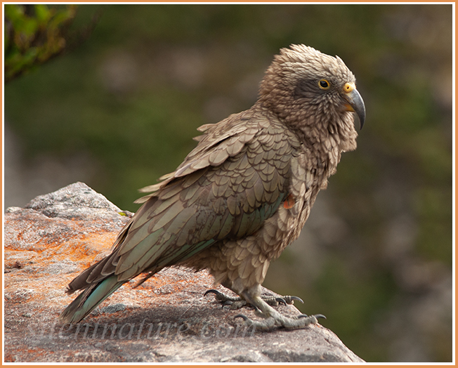 This New Zealand Kea parrot sits on the edge of a rock as if he is getting ready to jump for a hand gliding.