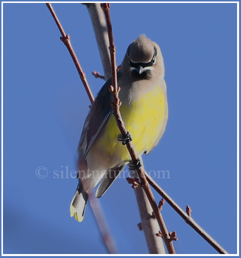 A masked gunman was seen entering a local bank.