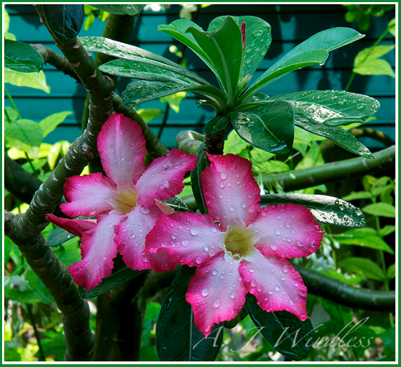 These red frangipani blossoms, wet with fresh raindrops, just look happy to be here.