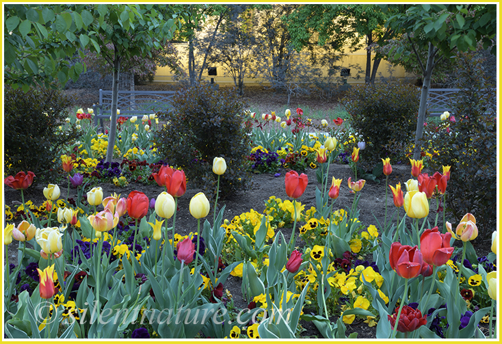Two chairs among the flowers here seem to invite the viewers to sit and feel the peace.