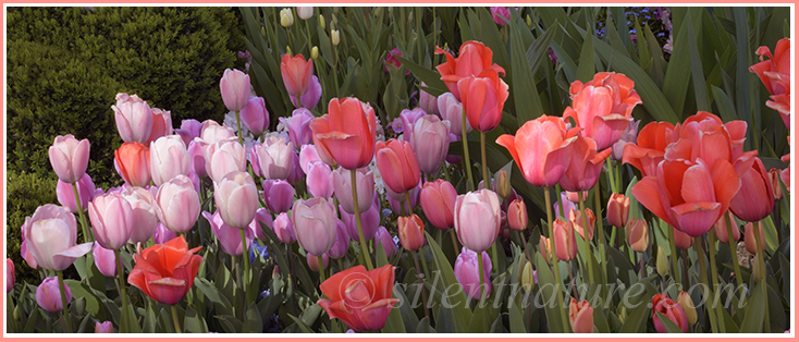 At Temple Square on Easter Sunday these flowers seem to be lit by a lit from heaven.