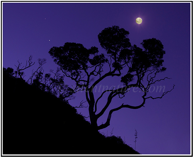The moon and two planets rise above a silhouetted New Zealand tree.