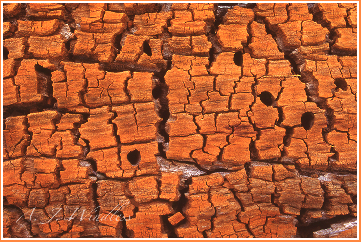 The trunk of a tree has fallen to the ground and begun to decay into a beauitufl reddish pattern with holes drilled into it by the insects.