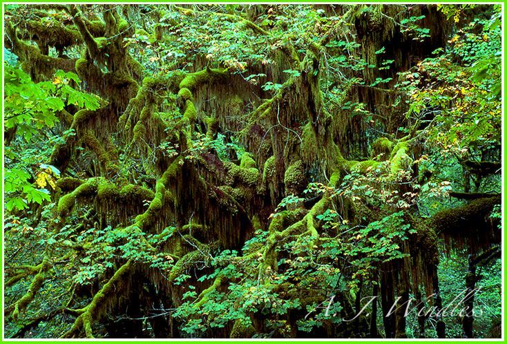 Moss covers the trees of the Hoh River Rain Forest.