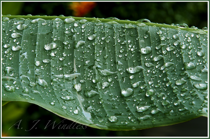 After a heavy Thai rainstorm the ribs of this banana leaf are covered with huge raindrops.