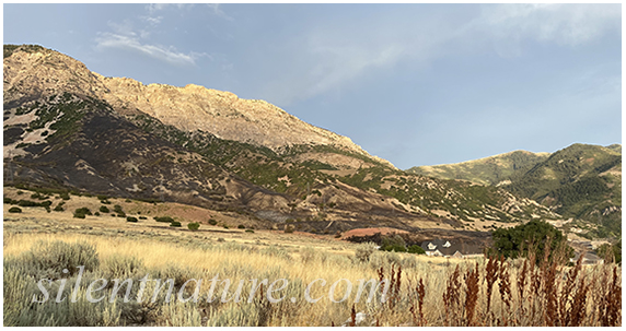 During the North Ogden wildfire, the flames crept right to the foot of this house.