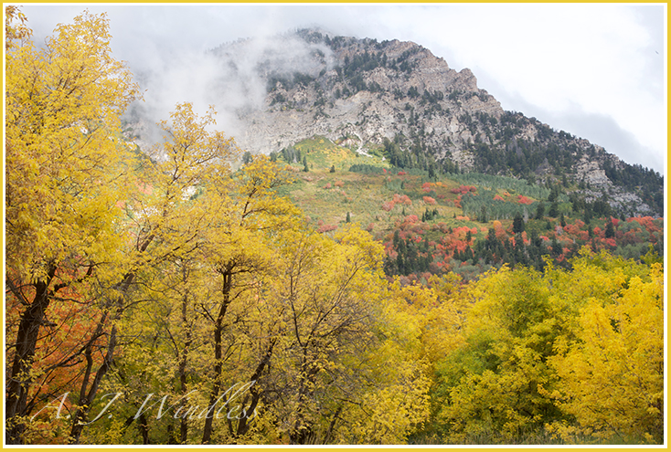 Yellow trees of autumn front a mountain of multi colors with clouds and light ever changing