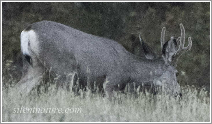 On the first day of buck season a buck feeds exactly at sunset.