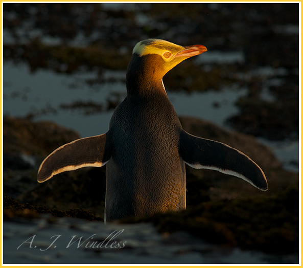 A yellow-eyed penguin waddles across the rocky beach with morning sunlight  highlighting his outline.