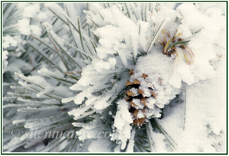 Close up of a pine cone covered with snow