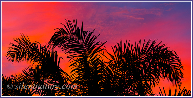 The slender leaves of coconut trees reach into the stunning colors of sunset clouds.