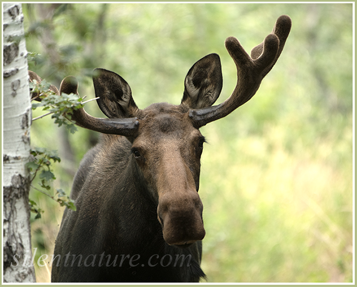 A beautiul bull moose walks quietly and softly toward me, curious about this human with the big tripod and camera.