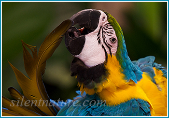 Thumbnail for the Parrots and Penguins gallery.