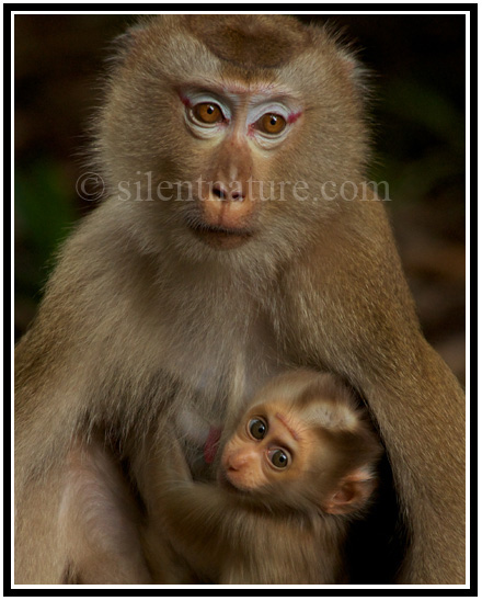 A baby monkey clings to its mother with adorably wide eyes.